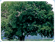 나무- 느티나무
